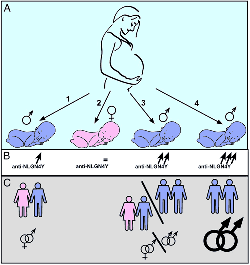 Fig. 1. Ilustración esquemática de cómo las mujeres embarazadas pueden montar una respuesta inmunitaria progresiva a la proteína NLGN4Y vinculada al varón durante la gestación de embriones de mujeres, pero no de varones (A). La acumulación de anticuerpos antiNLGN4Y (B) entonces aumentaría la incidencia relativa de una orientación gay entre los hijos subsiguientes (C). Nótese, sin embargo, que este mecanismo potencialmente explica solamente una fracción de los varones gays, así que también deben estar en operaciones otros mecanismos. 